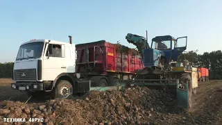 Уборка сахарной свеклы. Советские погрузчики свеклы СПС-4,2 и комбайн Ropa EuroTiger. 2020 год