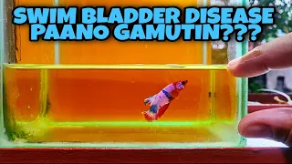 HOW TO TREAT MY BETTA FISH WITH SWIM BLADDER DISEASE (SBD)