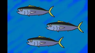 Tuna Life Cycle