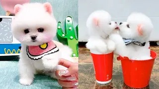 Cute and Funny Pomeranian Videos 84 #Shorts