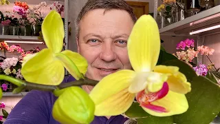 орхидеи ПОСЛЕДНИЙ РАЗ этим средством КАКОЙ СПРЕЙ для орхидей ЭФФЕКТИВНЕЕ