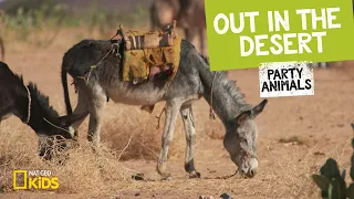 Out in the Desert | Party Animals