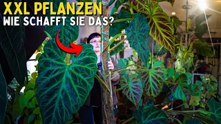 Zimmerpflanzen richtig groß kriegen? 😱 Mit dieser Pflege schaffst sie das! Rankstab / Rankhilfe