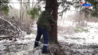 Один день из жизни главной новогодней елки г. Великие Луки