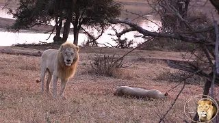 Casper The White Lion Is Back And In Love