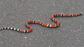 Micrurus corallinus - Coral