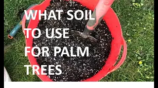 What Soil Mixture To Use On Phoenix Canariensis Palms & Exotic Plants Like Cordylines UK