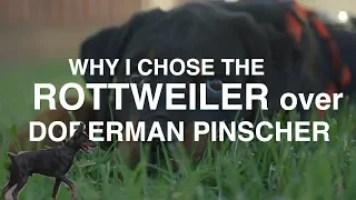 WHY I CHOSE THE ROTTWEILER OVER THE DOBERMAN PINSCHER