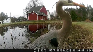 Great blue heron attacks a trail camera