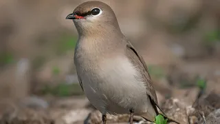 The Colour Brown HD