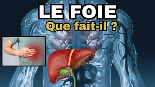 Le Foie - Tout savoir sur cet organe et comment le protéger