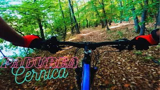 [ Tura cu bicicleta in padurea Cernica ] Cernica MTB Trails