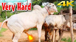 Very Hard Cow Mating | breed cows naturally | Unsuccessful Attempt | Expensive Bulls Of Pakistan