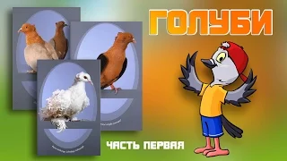 Голуби из питомника Юрия Неёлова (часть первая)