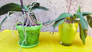 🌸 HOW TO REPROT AN ORCHID 🌸 DEEPENING AIR ROOTS 🌸