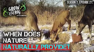The Most Important Times of Year for Whitetail Nutrition