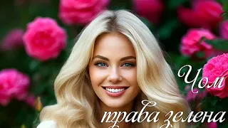 Чом трава зелена - весільна пісня