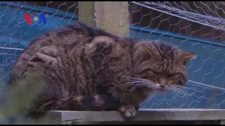 Saving the Scottish Wildcat