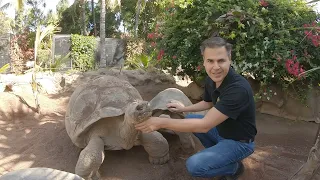 Galapagos Tortoises - S02E01 Loro Parque LIFE