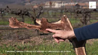 Poda del viñedo. Errores comunes en la poda en Cordón Royat