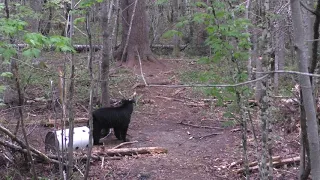 Archery black bear hunt death moan.