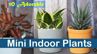 10 Adorable Mini Indoor Plants