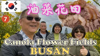 Uncle Lee visits Canola Flower Fields in Busan | 大舅父参观釜山油菜花田 | DAEJEO ECOLOGICAL PARK | BIFF SQUARE