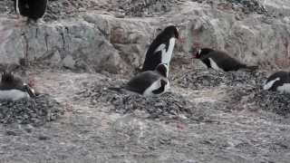 Gentoo Penguin Stealing Nest Stones -- Cuverville Island, Antarctica