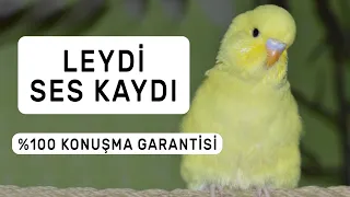 Leydi Ses Kaydı  %100 Konuşma Garantisi | 1 Ay Sonra Kuşunuz Konuşacak