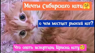 Кошки тоже умеют мечтать, МЕЧТЫ СИБИРСКОГО РЫЖЕГО КОТА ВОЛЬТА