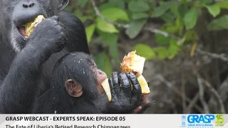 Webcast EP 5 - The Fate of Liberia’s Retired Research Chimpanzees