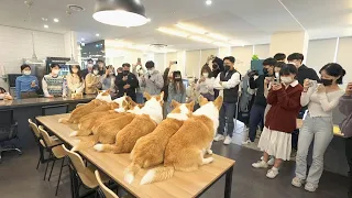 8 Welsh corgis go to office and herd people / A big family of Welsh corgis stir up a whole company