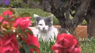 Funny Cats Compilation 60 min   NEW in HD 2014 all