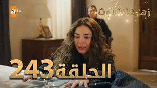 مسلسل زهرة الثالوث - الحلقة 243 | مدبلج | الموسم الثاني