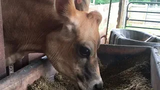 VISIT TO FARM | MILKING A JERSEY COW