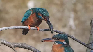 Common kingfisher courtship behavior / Balzverhalten beim Eisvogel
