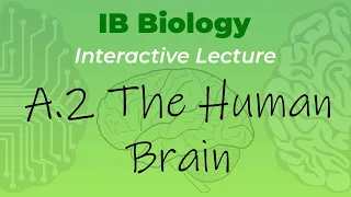 IB Biology A.2 - The Human Brain - Interactive Lecture
