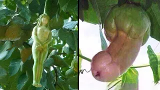 Strangest Tree and Plant Species You Don't Believe are Real