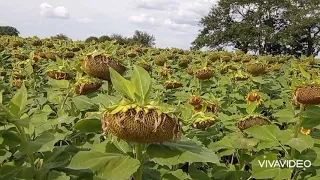 Пожнивной подсолнечник 🌻🌻🌻 ПИОНЕР Е25 ....