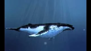 3D Humpback Whale