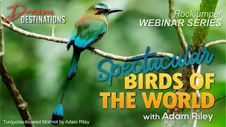 Webinar: Spectacular Birds of the World with Adam Riley