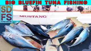 San Diego Fishing Big Bluefin Tuna | Mustang Sportfishing  | Fisherman's Landing | June 2021