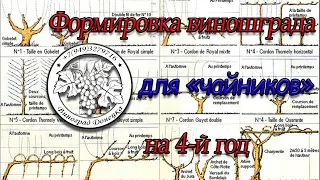 Веерная ФОРМИРОВКА ВИНОГРАДА на 4-й год