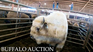 A White Buffalo? Behind The Scenes of a Bison Auction | Sights and Sounds Only