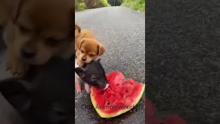 Cute animal Eating Watermelon 🍉 #animals #pets #shorts