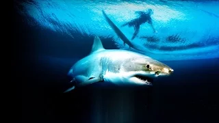 60 Minutes Australia: Great White Hope