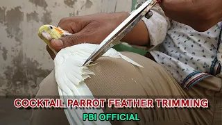 COCKTAIL PARROT FEATHER TRIMMING | Urdu / Hindi | PBI Official