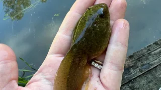 Trout Fishing Boone Fork Pond