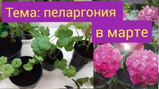 Формируем пеларгонию в марте/черенки выросли, пора пересаживать/