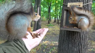 Две белки / Two squirrels